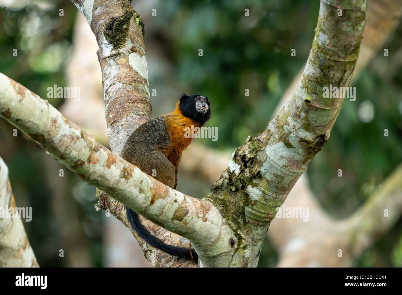 Un Tamarin dalle sembianze dorate, Saguinus tripartitus, in un albero nel Parco Nazionale di Yasuni, Ecuador. Foto Stock