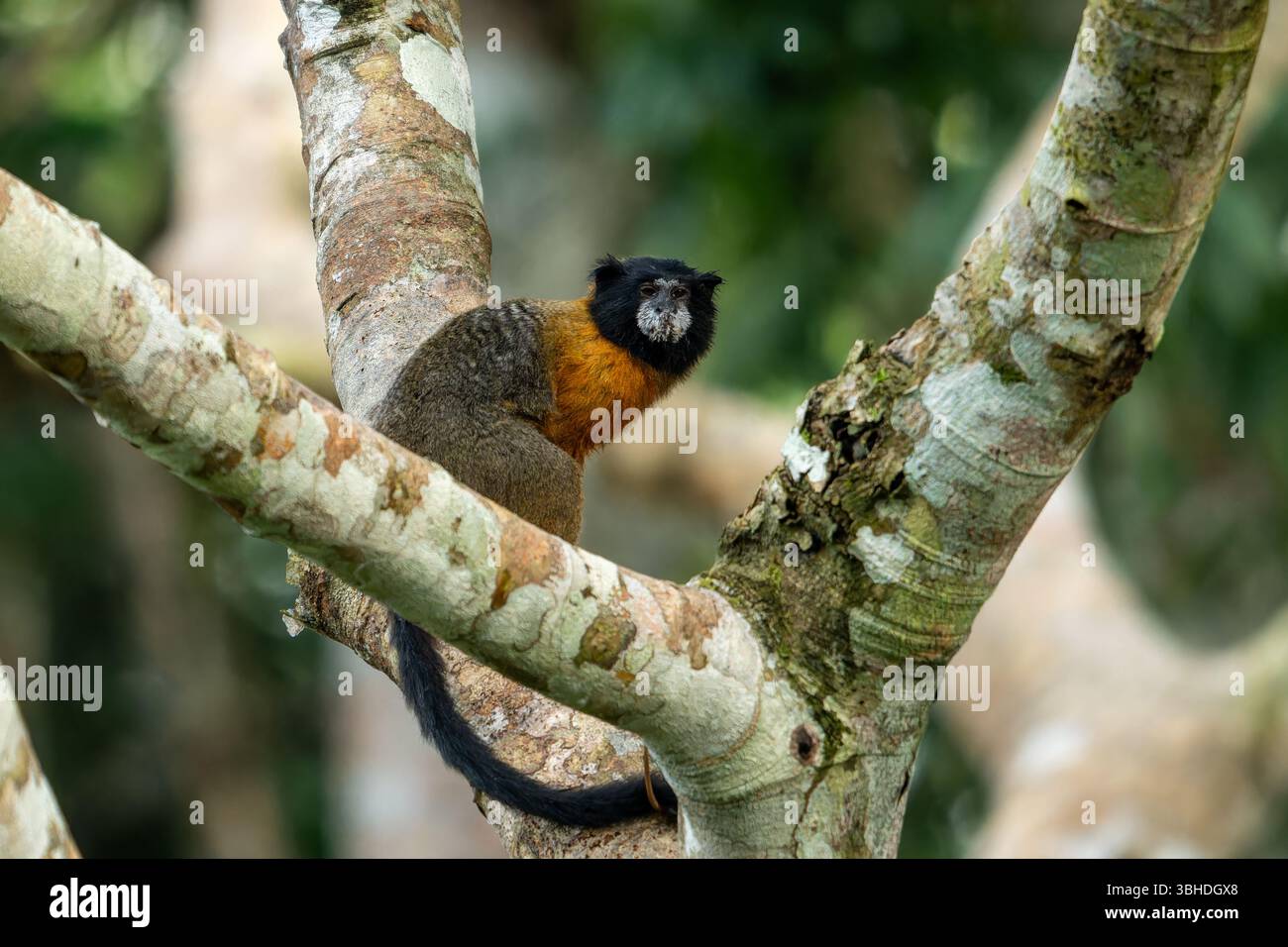 Un Tamarin dalle sembianze dorate, Saguinus tripartitus, in un albero nel Parco Nazionale di Yasuni, Ecuador. Foto Stock