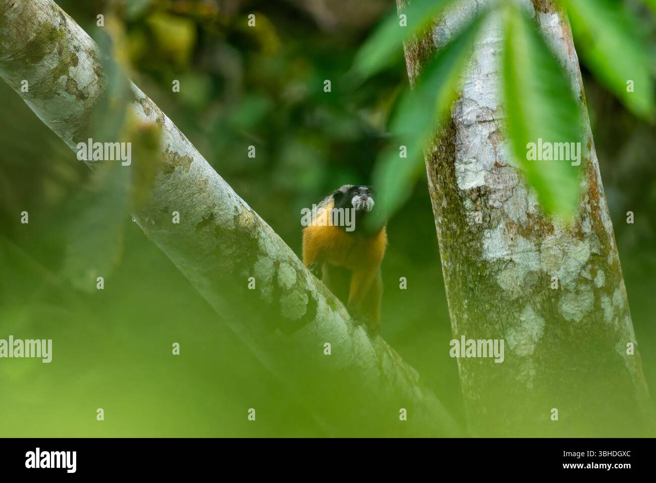 Un Tamarin dalle sembianze dorate, Saguinus tripartitus, in un albero nel Parco Nazionale di Yasuni, Ecuador. Foto Stock