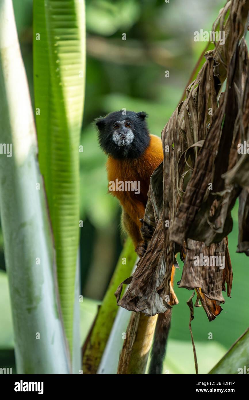 Un Tamarin dalle maniche dorate, Saguinus tripartitus, su un albero di banana nel Parco Nazionale di Yasuni, Ecuador. Foto Stock