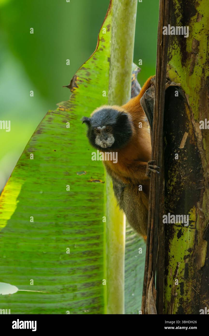 Un Tamarin dalle maniche dorate, Saguinus tripartitus, su un albero di banana nel Parco Nazionale di Yasuni, Ecuador. Foto Stock