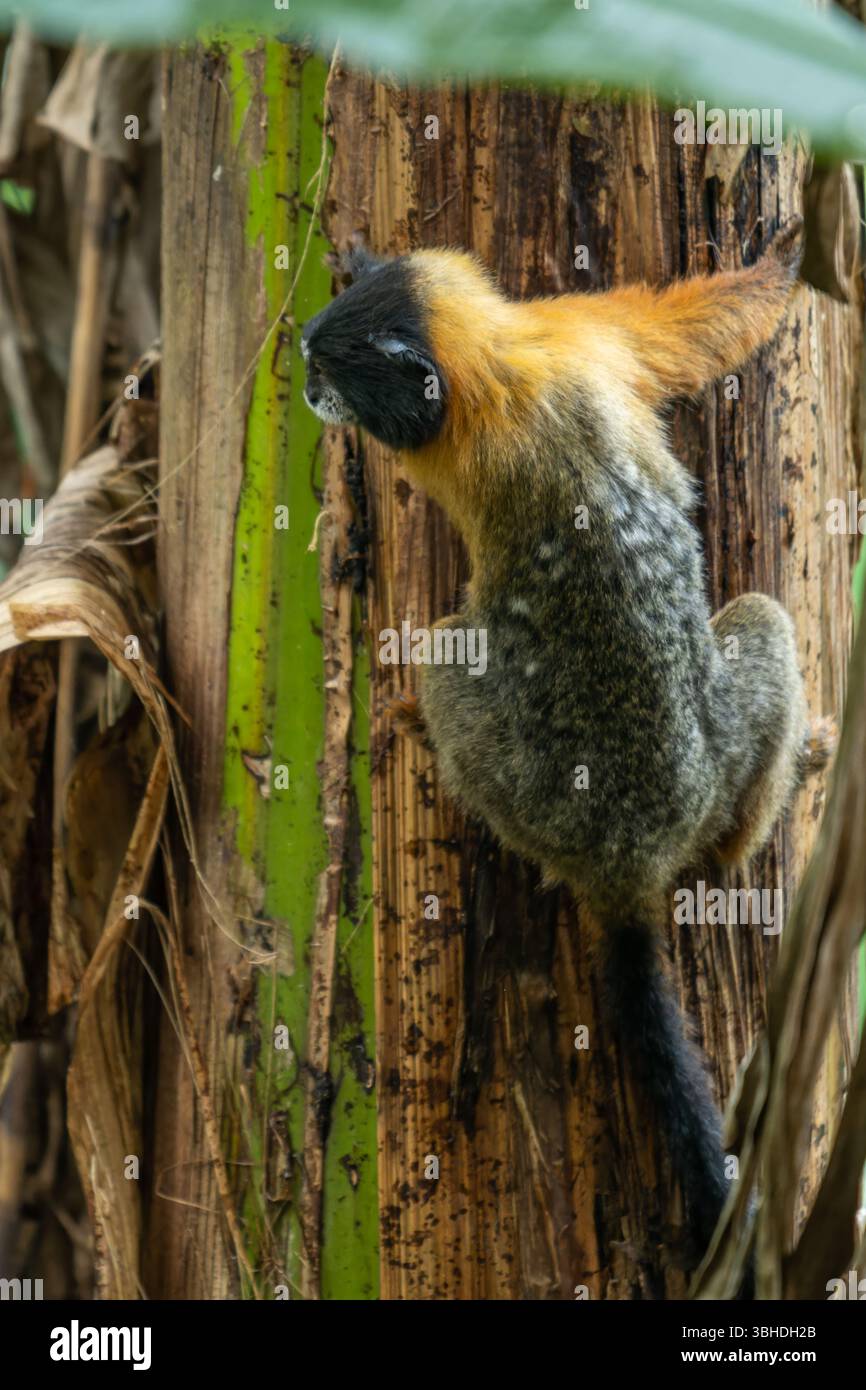 Un Tamarin dalle maniche dorate, Saguinus tripartitus, su un albero di banana nel Parco Nazionale di Yasuni, Ecuador. Foto Stock
