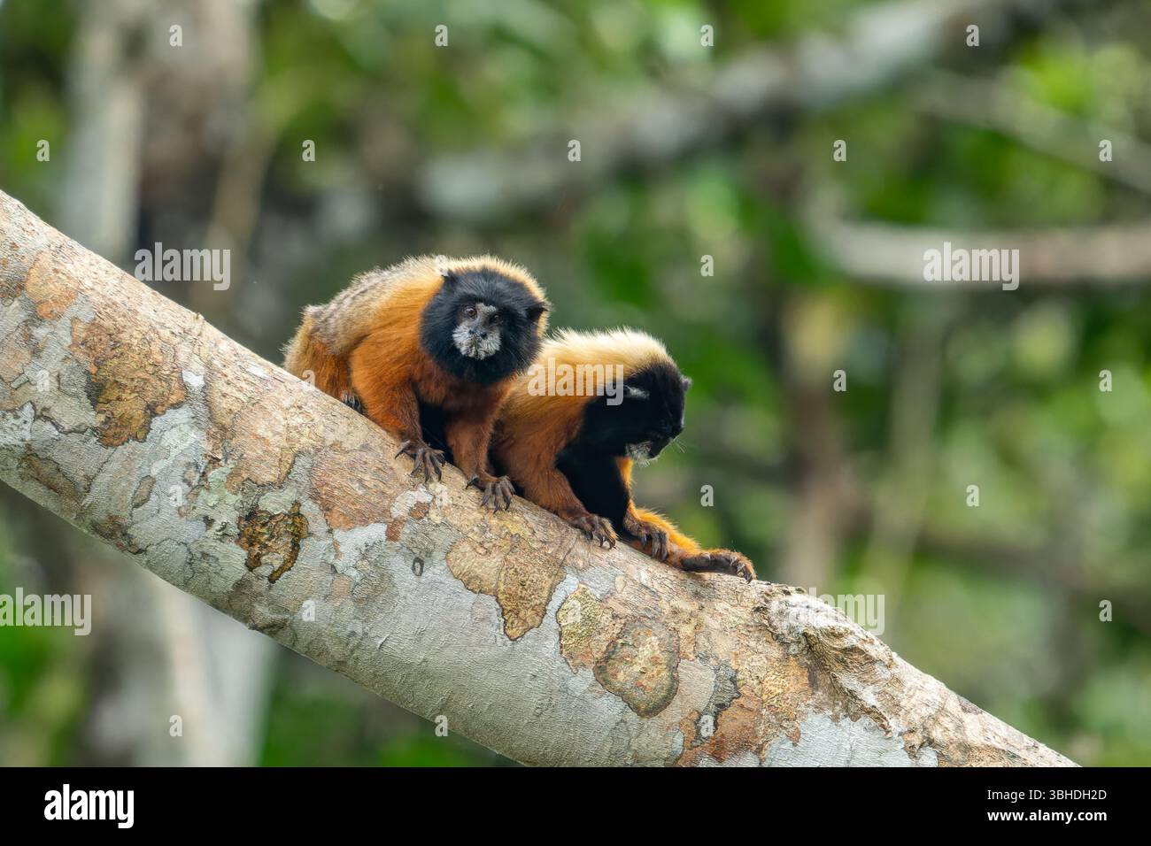 Due Tamarin dalla mantello dorato, Saguinus tripartitus, in un albero nel Parco Nazionale di Yasuni, Ecuador. Foto Stock
