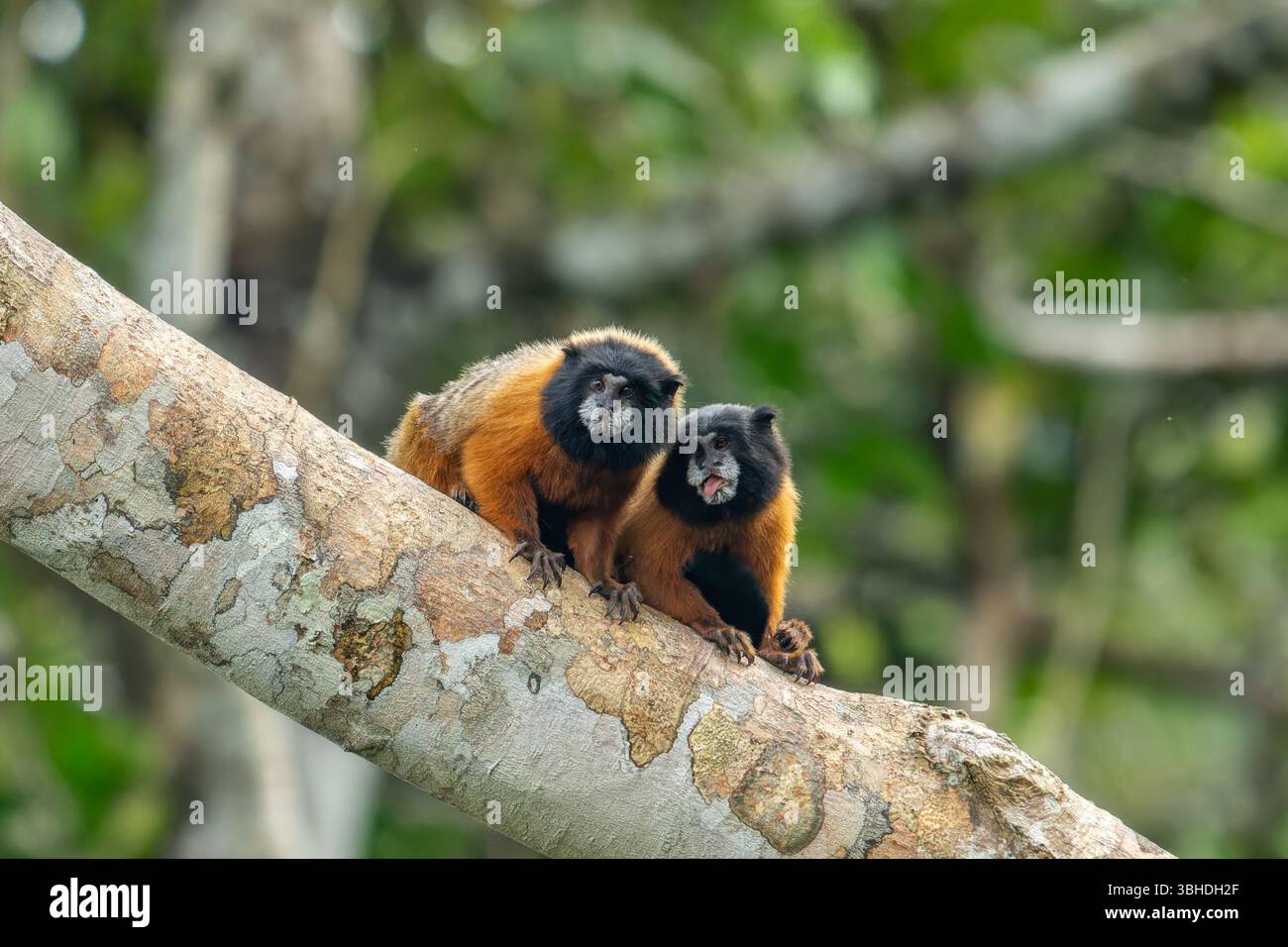 Due Tamarin dalla mantello dorato, Saguinus tripartitus, in un albero nel Parco Nazionale di Yasuni, Ecuador. Foto Stock