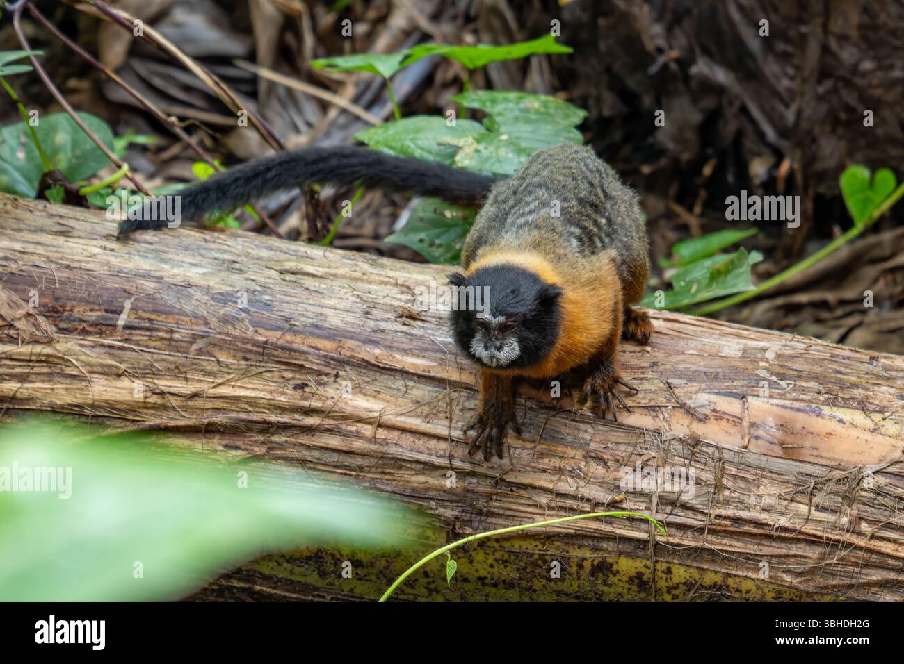 Un Tamarin dalle sembianze dorate, Saguinus tripartitus, nel Parco Nazionale di Yasuni, Ecuador. Foto Stock