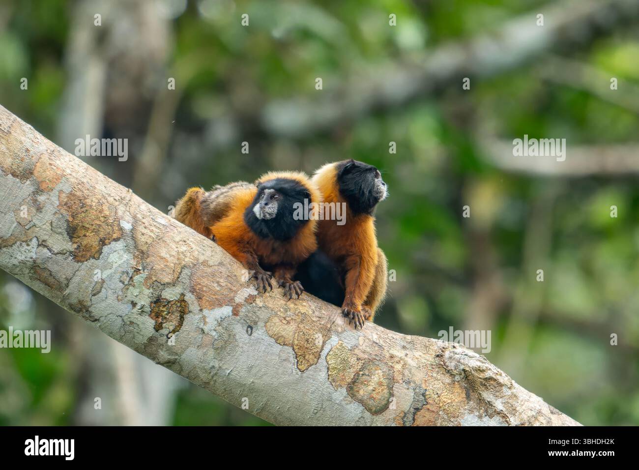 Due Tamarin dalla mantello dorato, Saguinus tripartitus, in un albero nel Parco Nazionale di Yasuni, Ecuador. Foto Stock