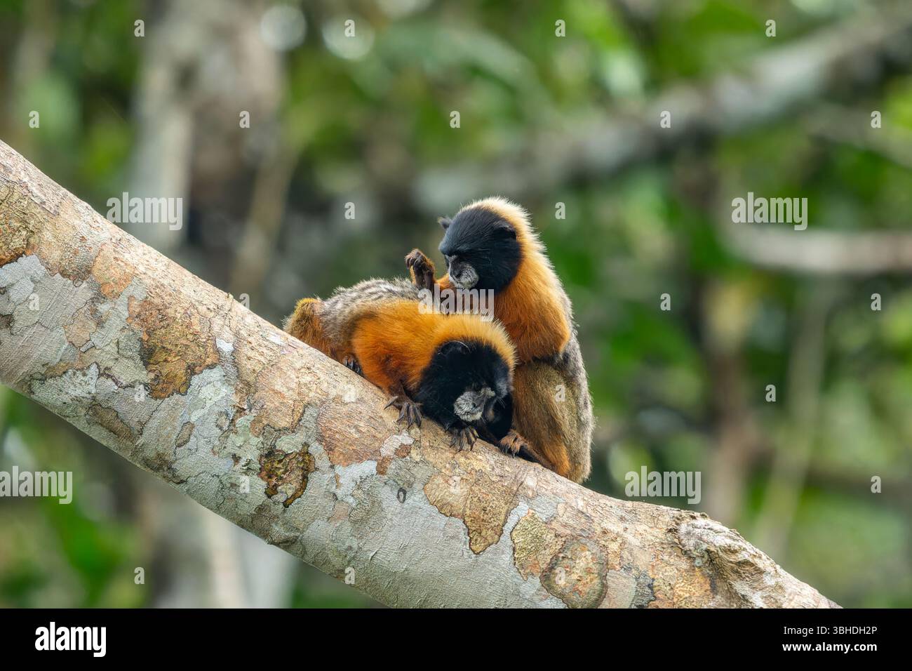 Due Tamarin dalla mantellina d'oro, Saguinus tripartitus, che si togliano su un albero nel Parco Nazionale di Yasuni, Ecuador. Foto Stock