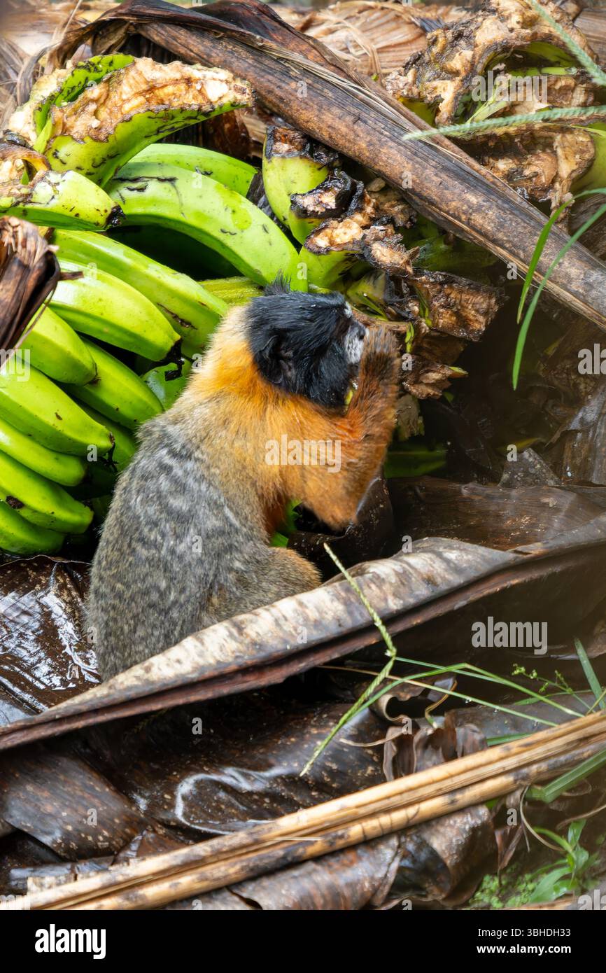 Un Tamarin dalle sembianze dorate, Saguinus tripartitus, che mangia banane sul terreno nel Parco Nazionale di Yasuni, Ecuador. Foto Stock