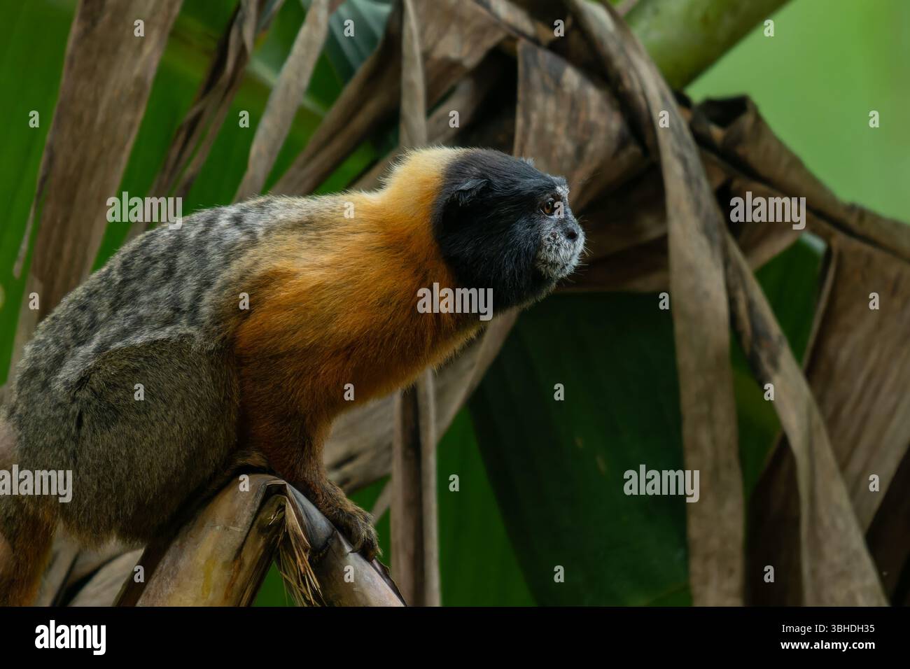 Un Tamarin dalle maniche dorate, Saguinus tripartitus, su un albero di banana nel Parco Nazionale di Yasuni, Ecuador. Foto Stock