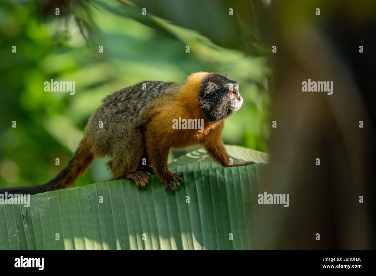 Un Tamarin dalle maniche dorate, Saguinus tripartitus, su un albero di banana nel Parco Nazionale di Yasuni, Ecuador. Foto Stock