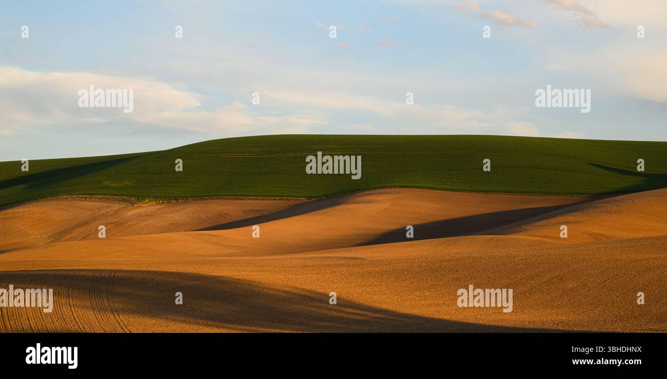 Contrasto nelle dolci colline della regione di Palouse con terreni agricoli arati e non arati Foto Stock