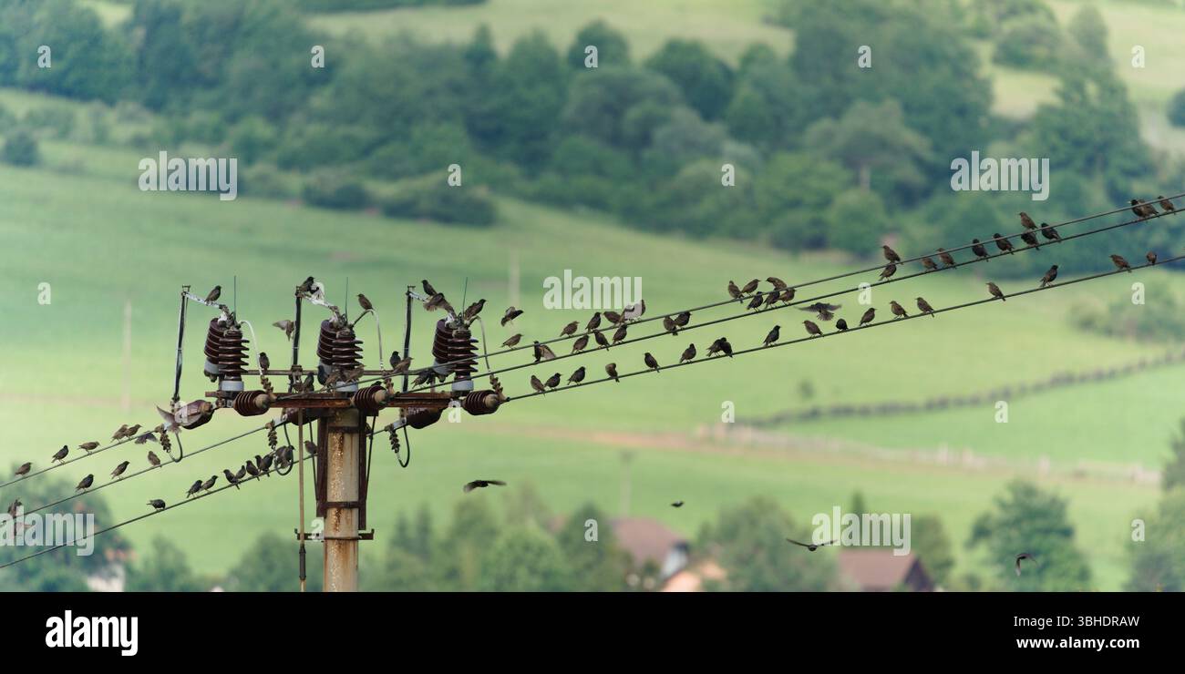 Giovani Starlings con genitori arroccati su Power Lines. Foto Stock