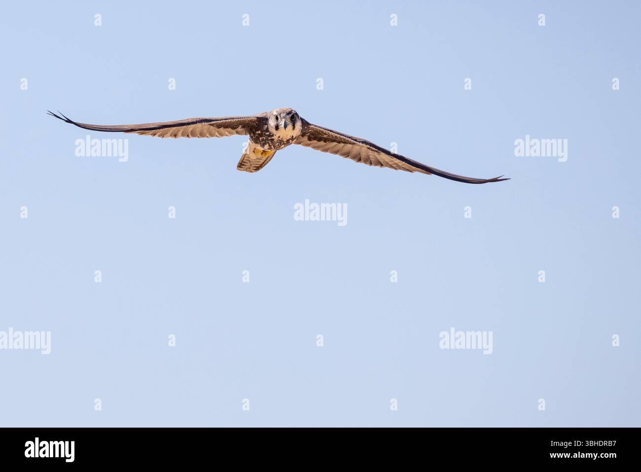 Falco di Lanner (Falco biarmicus) in volo in un cielo azzurro Foto Stock