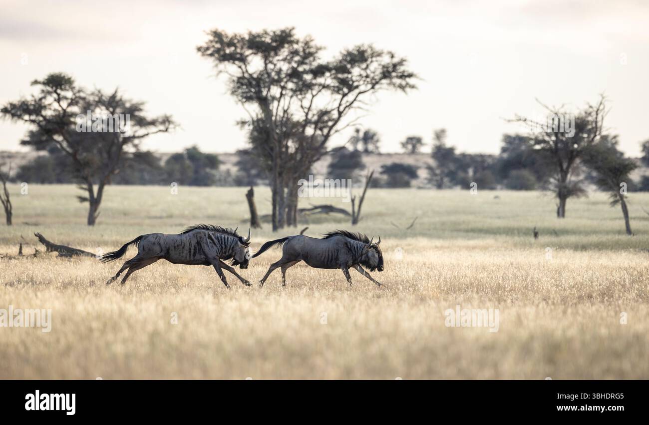 Due GNU blu (Connochaetes taurinus) che corrono la valle di Nossob dopo una stagione di buone piogge hanno portato a una buona crescita dell'erba Foto Stock