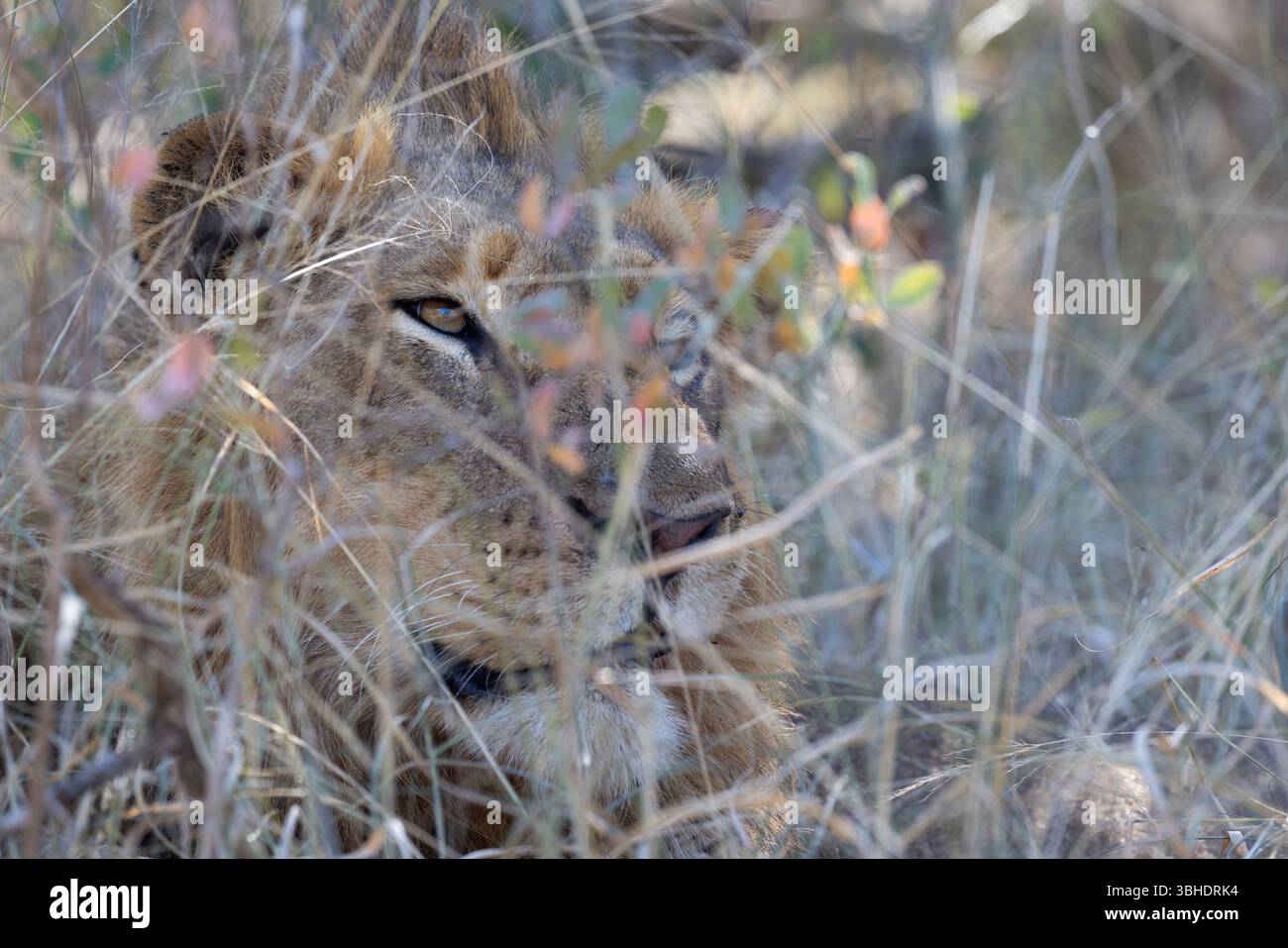 Ritratto di un leone maschio nascosto dietro l'erba lunga Foto Stock