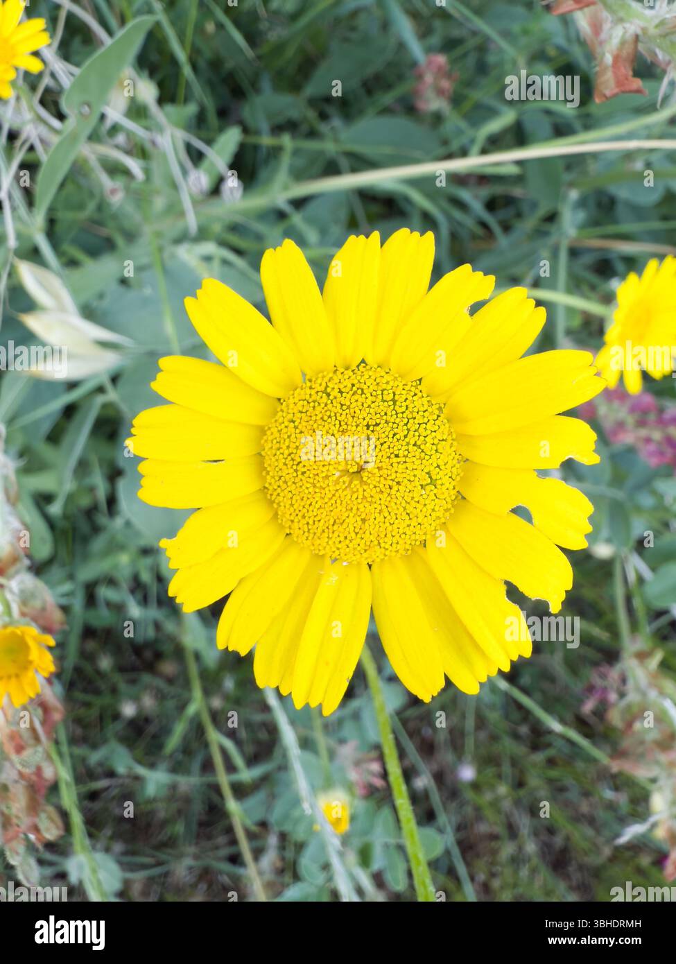 Fiore giallo brillante a margherita in piena fioritura, foto ravvicinata che mette in risalto i dettagli intricati di petali e centro, circondato da lussureggianti fogliame verde, ideale per - Immagine stock catturata con smartphone