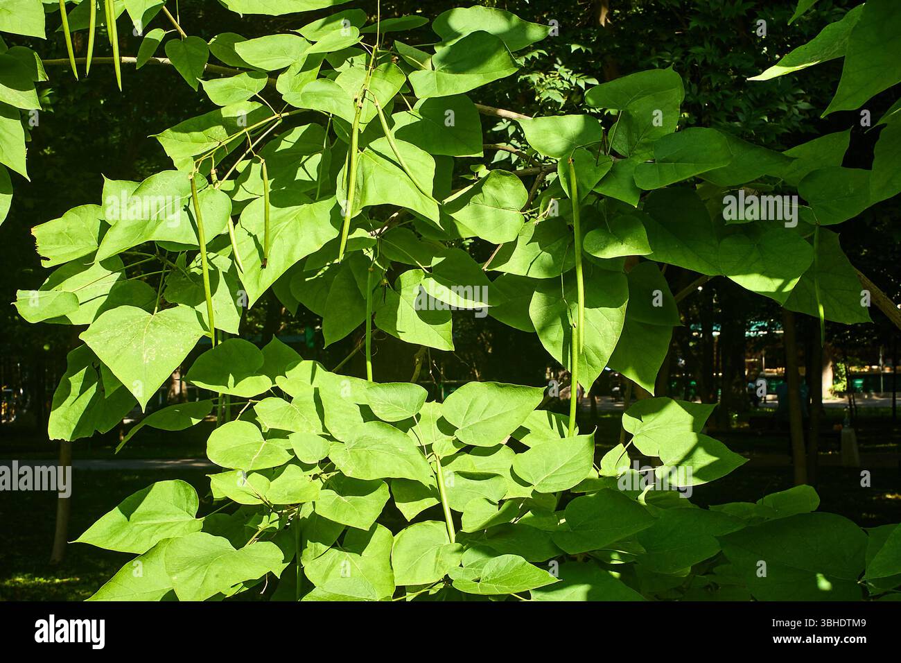 Grandi foglie a forma di cuore e caratteristici baccelli lunghi e simili a fagioli di un albero di Catalpa in un parco di Tashkent. Giugno 2025 Foto Stock