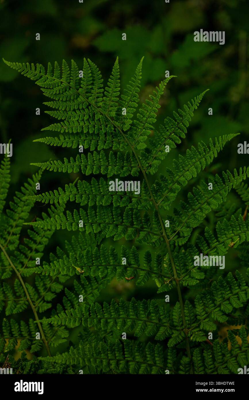 Piante naturali da vicino formate da Ferns Criss che attraversano in una danza verdeggiante. rappresentazione, naturale, distinta, libertà, simbolismo, schema astratto Foto Stock