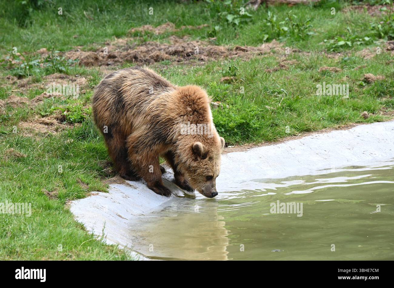 Lo zoo di Whipsnade ospita quattro orsi bruni europei. Cenerentola fu raggiunta da Mana, Minion e Naya nell'aprile 2023 ... Foto Stock