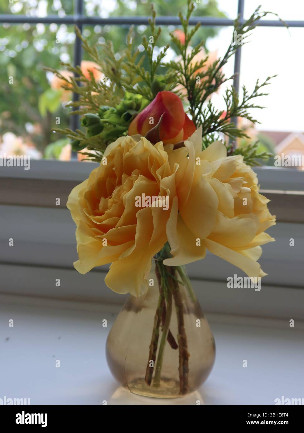 Una semplice posia di rose gialle e arancioni disposte in un piccolo vaso di vetro colorato sul davanzale, mentre il cespuglio di rose può essere visto crescere all'esterno. Foto Stock