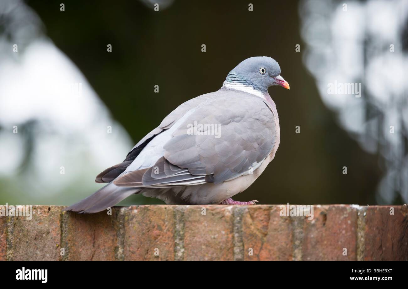Piccione di legno (Columba palumbus) che poggia su una parete in mattoni del giardino in un giardino inglese Foto Stock