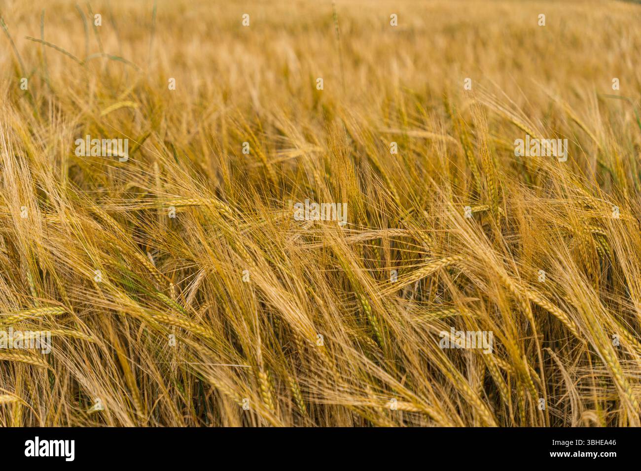 Campo di segale durante l'estate, poco prima del raccolto Foto Stock