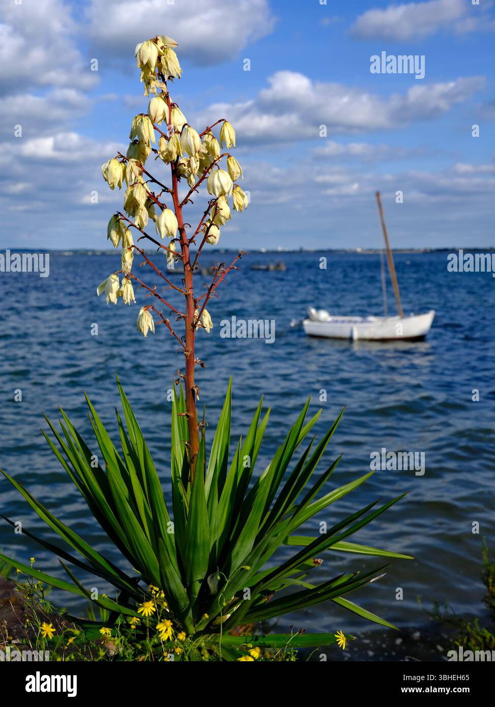 Yucca gloriosa fioritura di le Croisic, comune del dipartimento Loire-Atlantique, Francia occidentale. Fa parte dell'area urbana di Saint-Nazaire Foto Stock