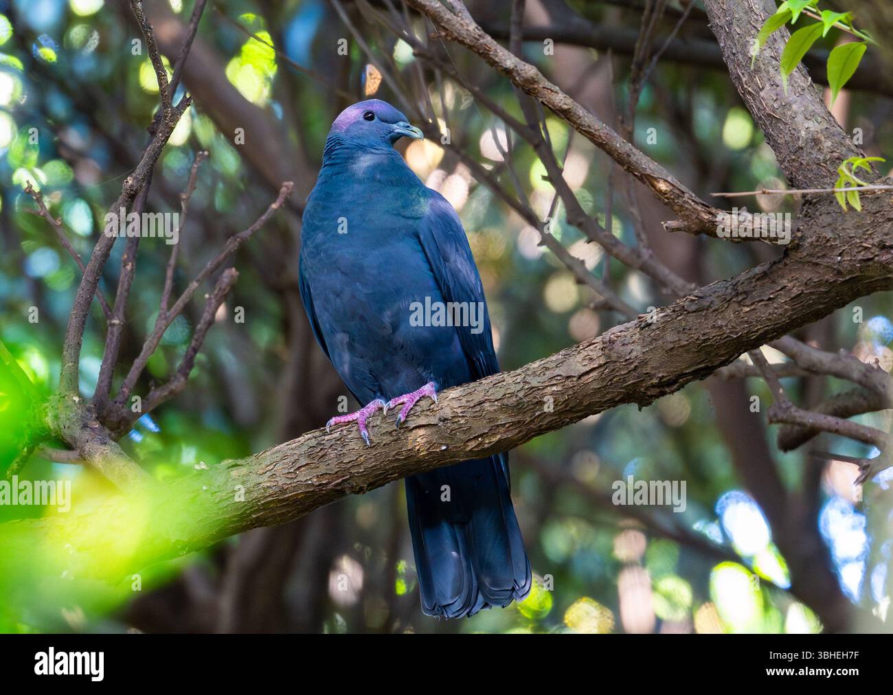 Un piccione nero (Columba janthina) arroccato su un ramo nella foresta. Miyakejima, Tokyo, Giappone. Foto Stock