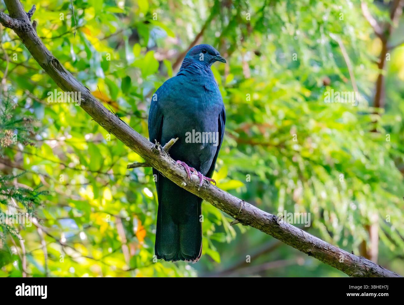 Un piccione nero (Columba janthina) arroccato su un ramo nella foresta. Miyakejima, Tokyo, Giappone. Foto Stock