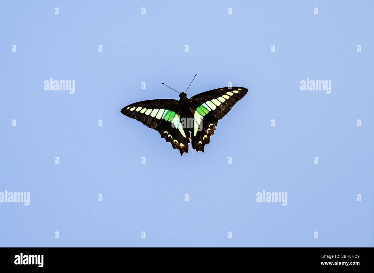 Una farfalla Yaeyama Common Bluebottle (Graphium sarpedon ssp. morius) volare nel cielo blu. Ishigaki, Okinawa, Giappone. Foto Stock