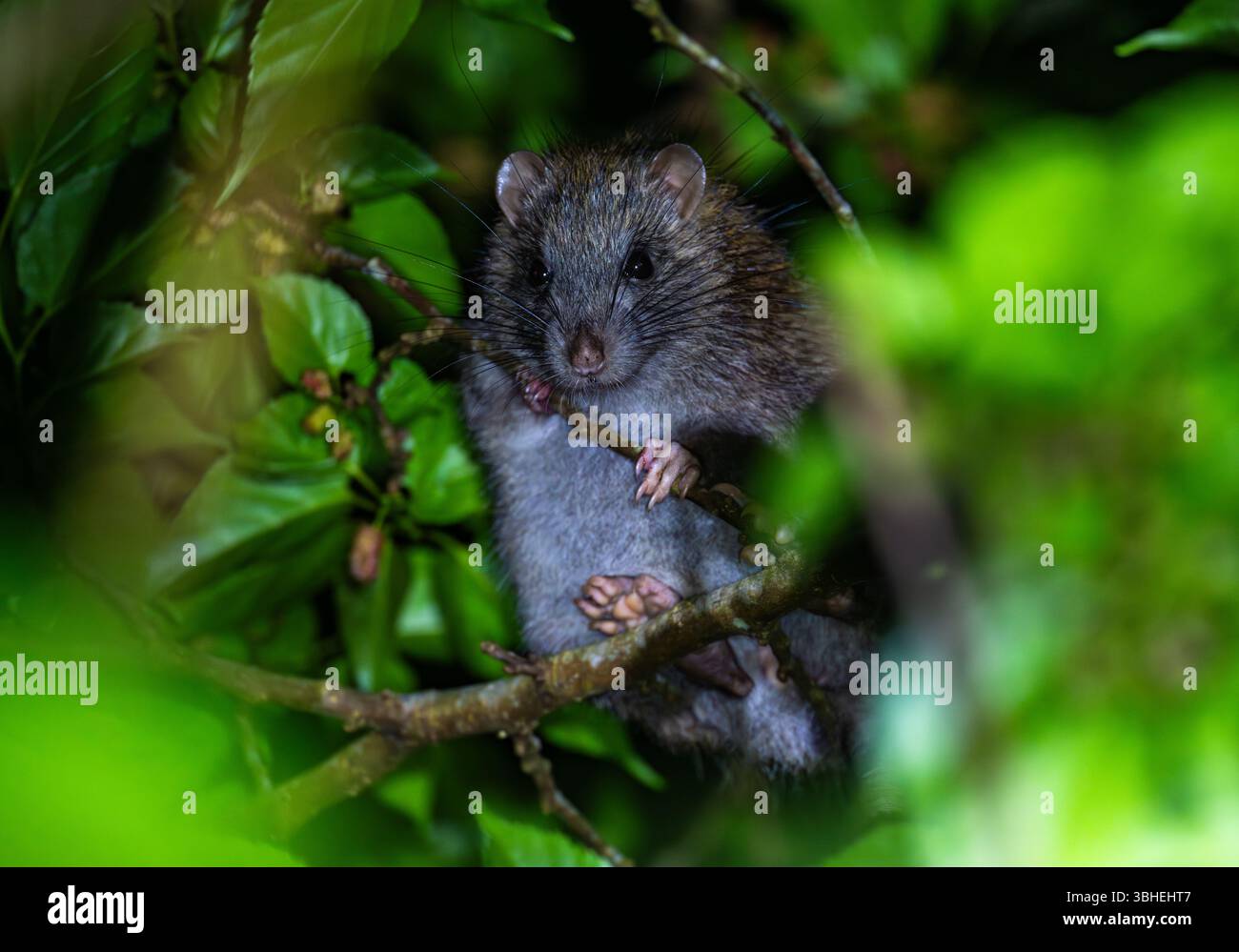 Un ratto Spiny Amami (Tokudaia osimensis) che riposa su un albero di notte. Isola di Amami, Giappone. Foto Stock