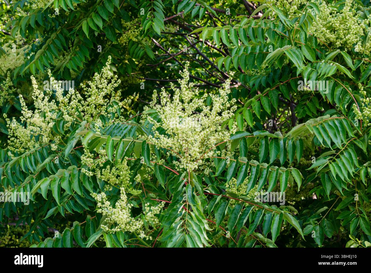 Le foglie verdi creano uno sfondo vibrante mentre fioriscono gruppi di piccoli e delicati fiori, mettendo in risalto la bellezza della natura in un giardino durante la primavera Foto Stock