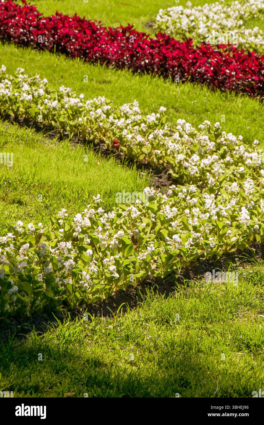 Vivaci file di fiori bianchi e rossi creano un contrasto sorprendente con l'erba verde in un parco durante un luminoso pomeriggio di sole, invitando i visitatori Foto Stock