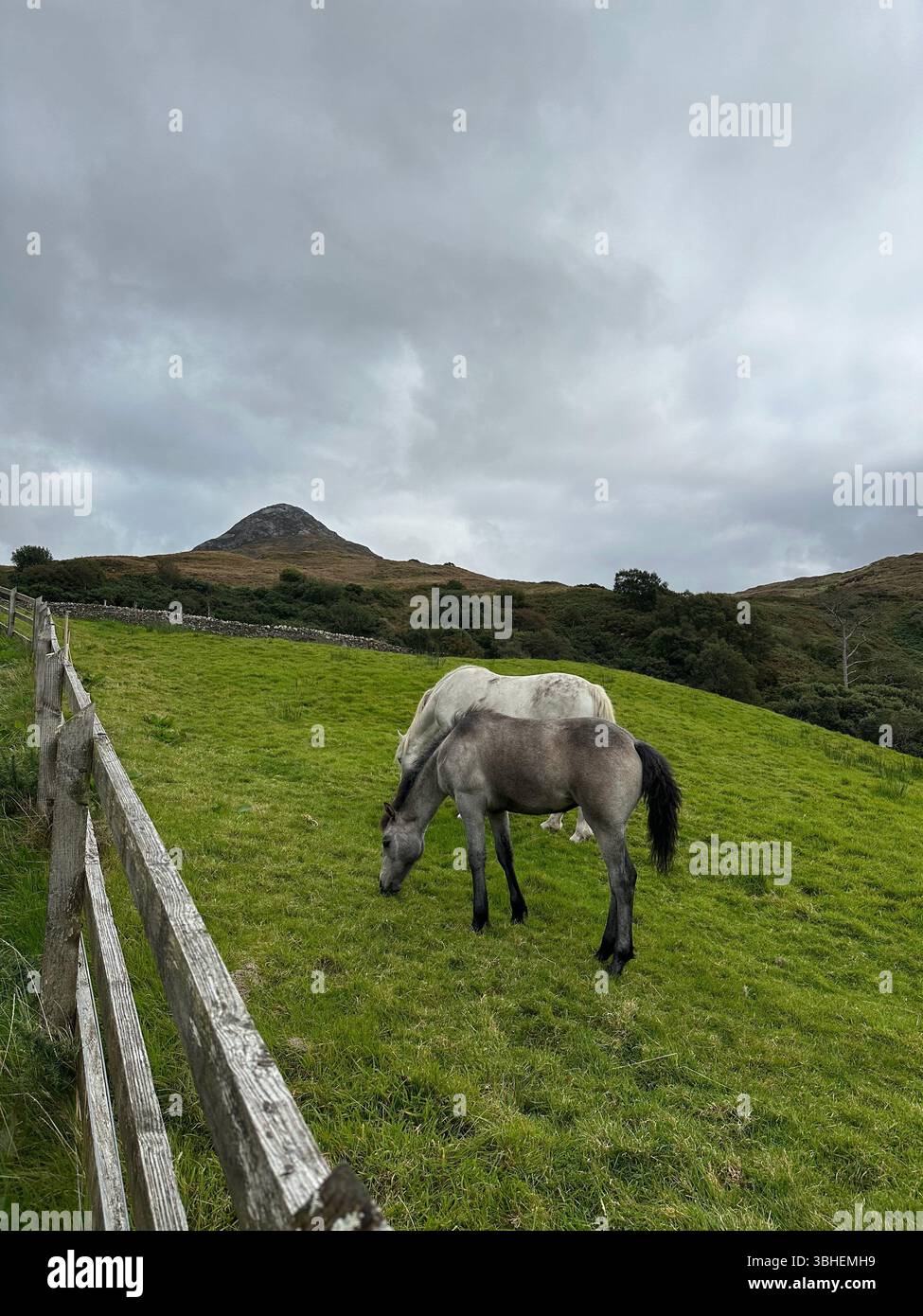 Connemara Ponies nel Connemara National Park, Contea di Galway, Irlanda. Diamond Hill sullo sfondo - Immagine stock catturata con smartphone