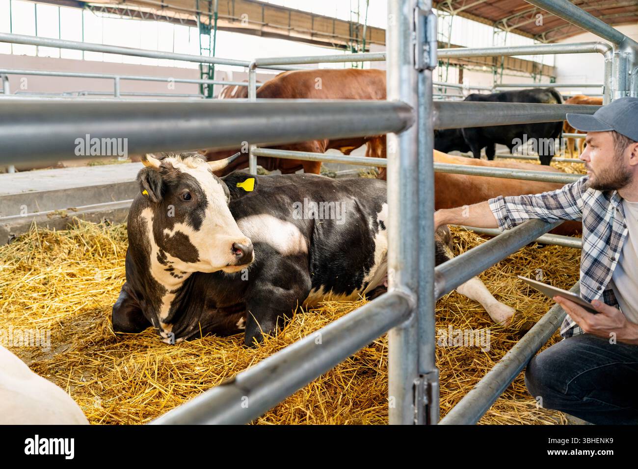 Agricoltore maschio con tablet che ispeziona il bestiame nell'allevamento Foto Stock