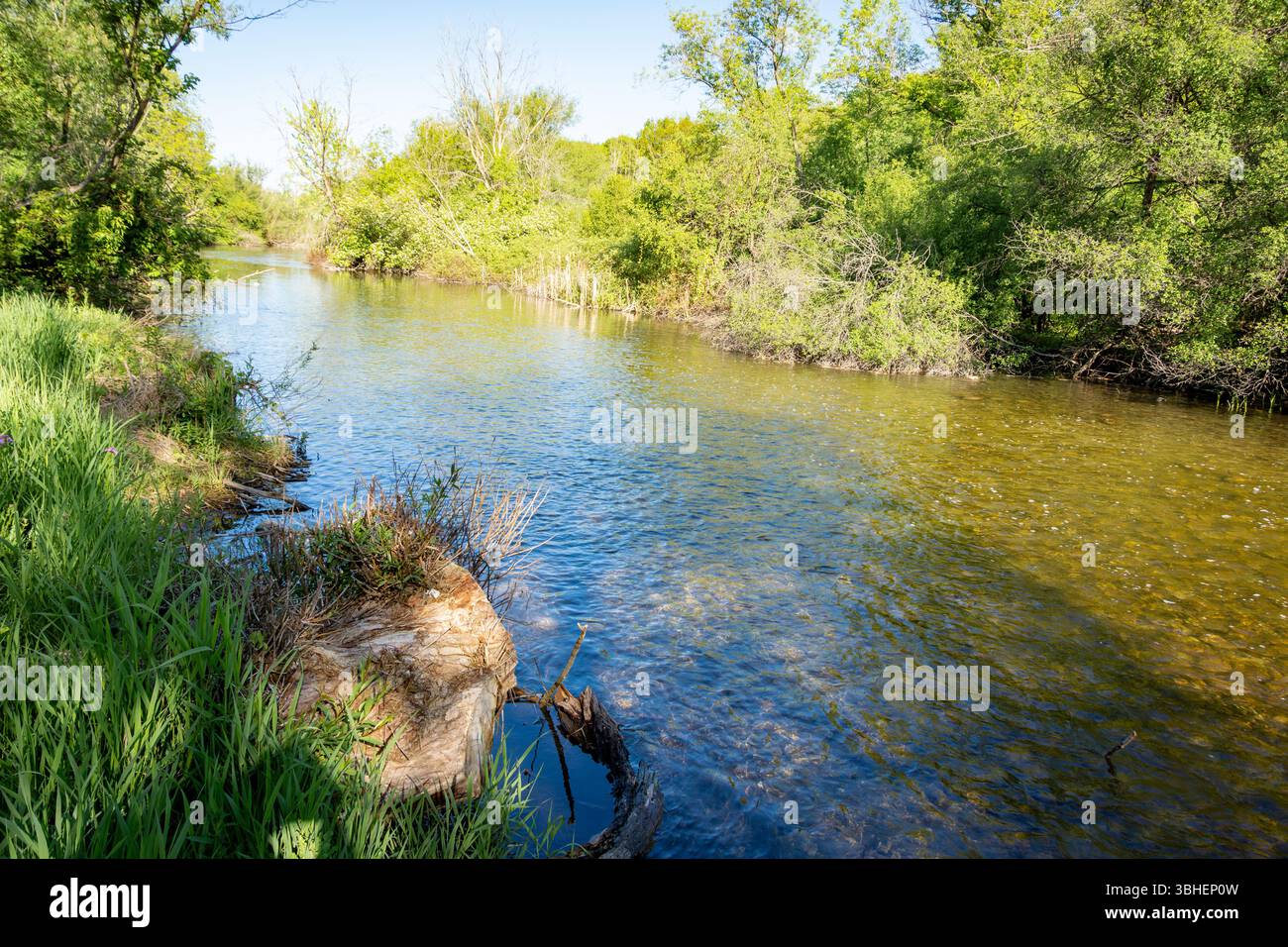 Il fiume Bark nella contea di Waukesha, Wisconsin, scorre attraverso un vivace paesaggio verde a maggio, con alberi che si riflettono nelle sue acque cristalline. Foto Stock