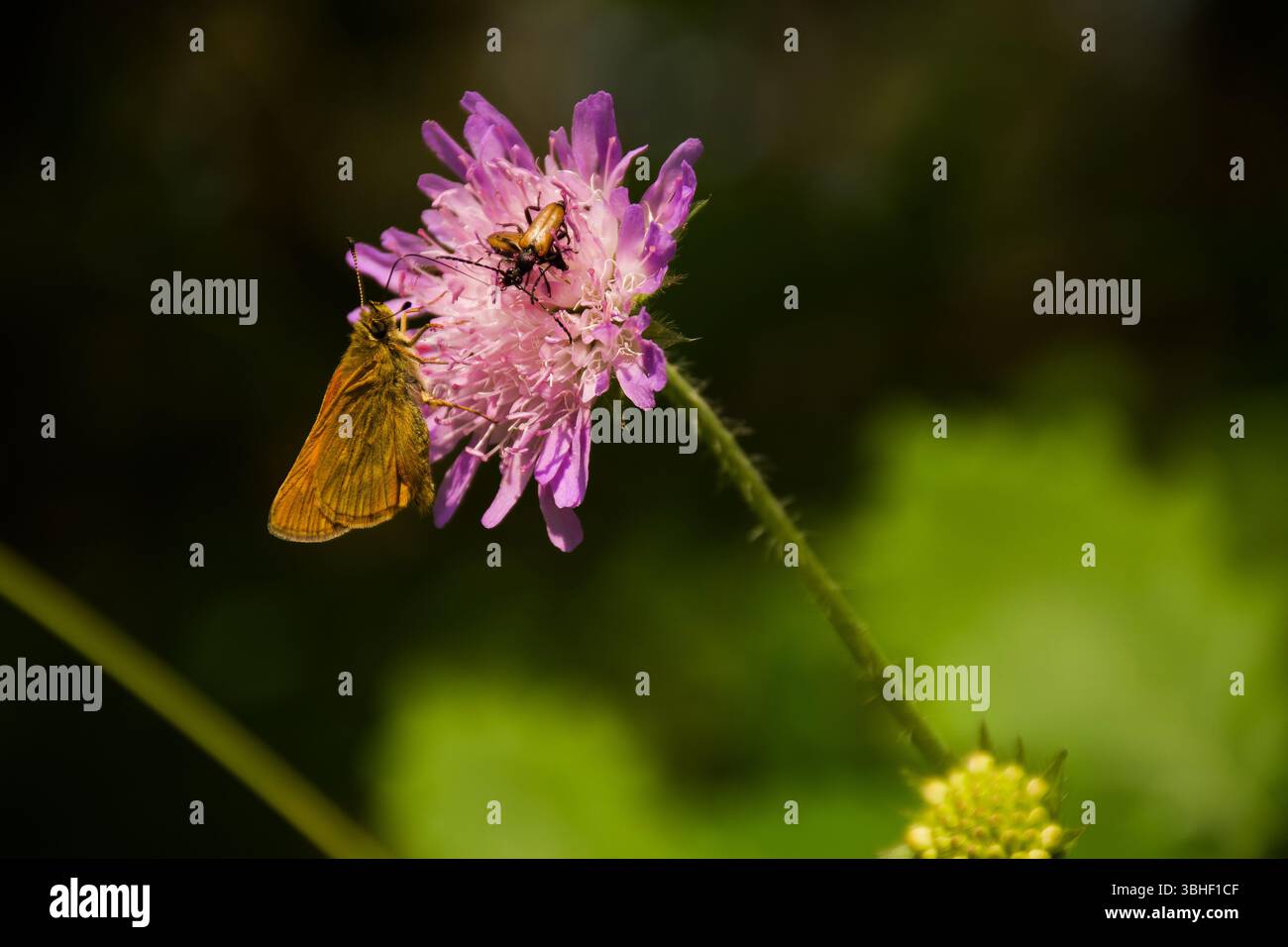 Una farfalla dorata e uno scarabeo condividono un fiore di campo rosa in perfetta armonia, su uno sfondo verde ricco e sfocato. Foto Stock