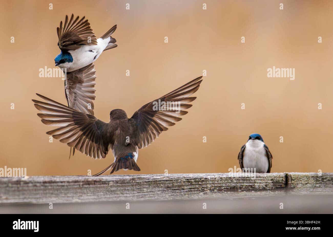 Due rondini si innestano in un'interazione a mezz'aria sopra una rotaia di legno, mentre un terzo si trova nelle vicinanze, creando una vivida istantanea del comportamento degli uccelli Foto Stock