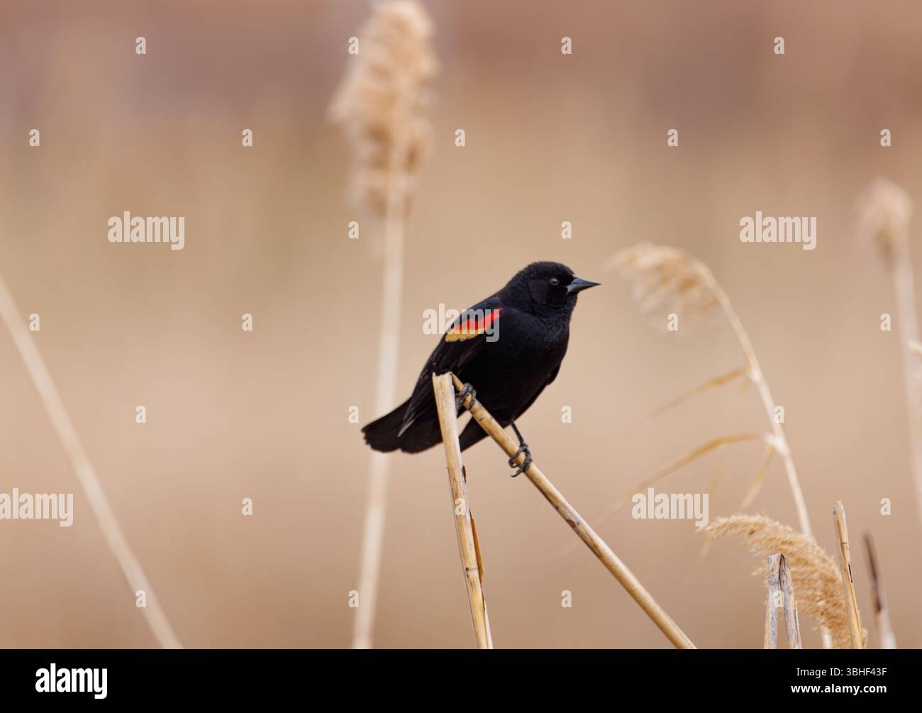 Un uccello nero alato rosso si trova su una canna secca in un habitat paludoso, con la sua spalla rossa e gialla che si staglia contro l'erba morbida e dorata. Foto Stock