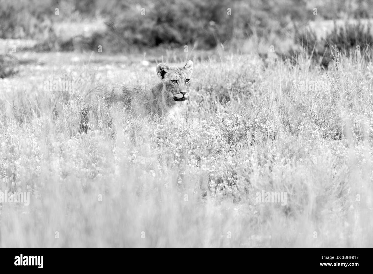 Lions Foto Stock