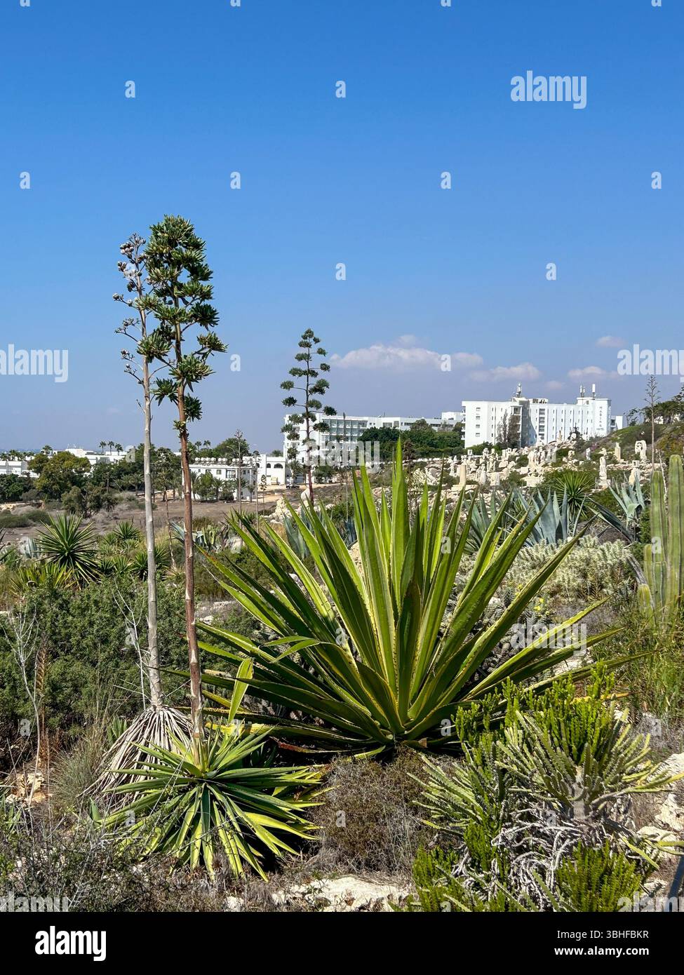 Diverse piante e cactus del deserto crescono in un paesaggio asciutto con moderni edifici bianchi sullo sfondo e un cielo azzurro limpido sopra. - Immagine stock catturata con smartphone