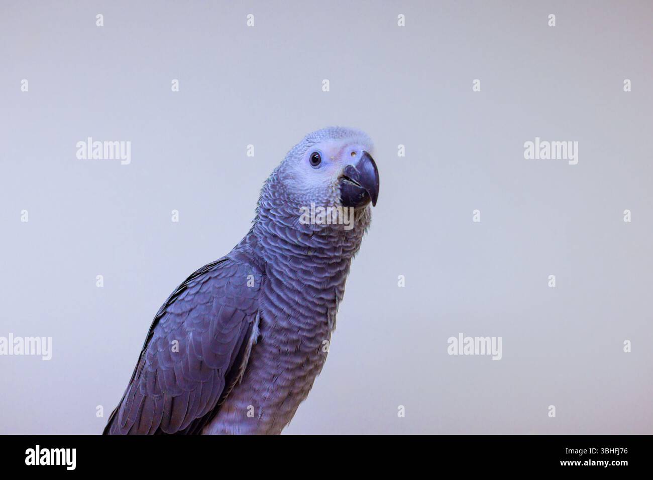 Il pappagallo grigio Psittacus erithacus mostra un comportamento curioso piume dettagliate mentre riposa in un ambiente interno calmo. Foto Stock
