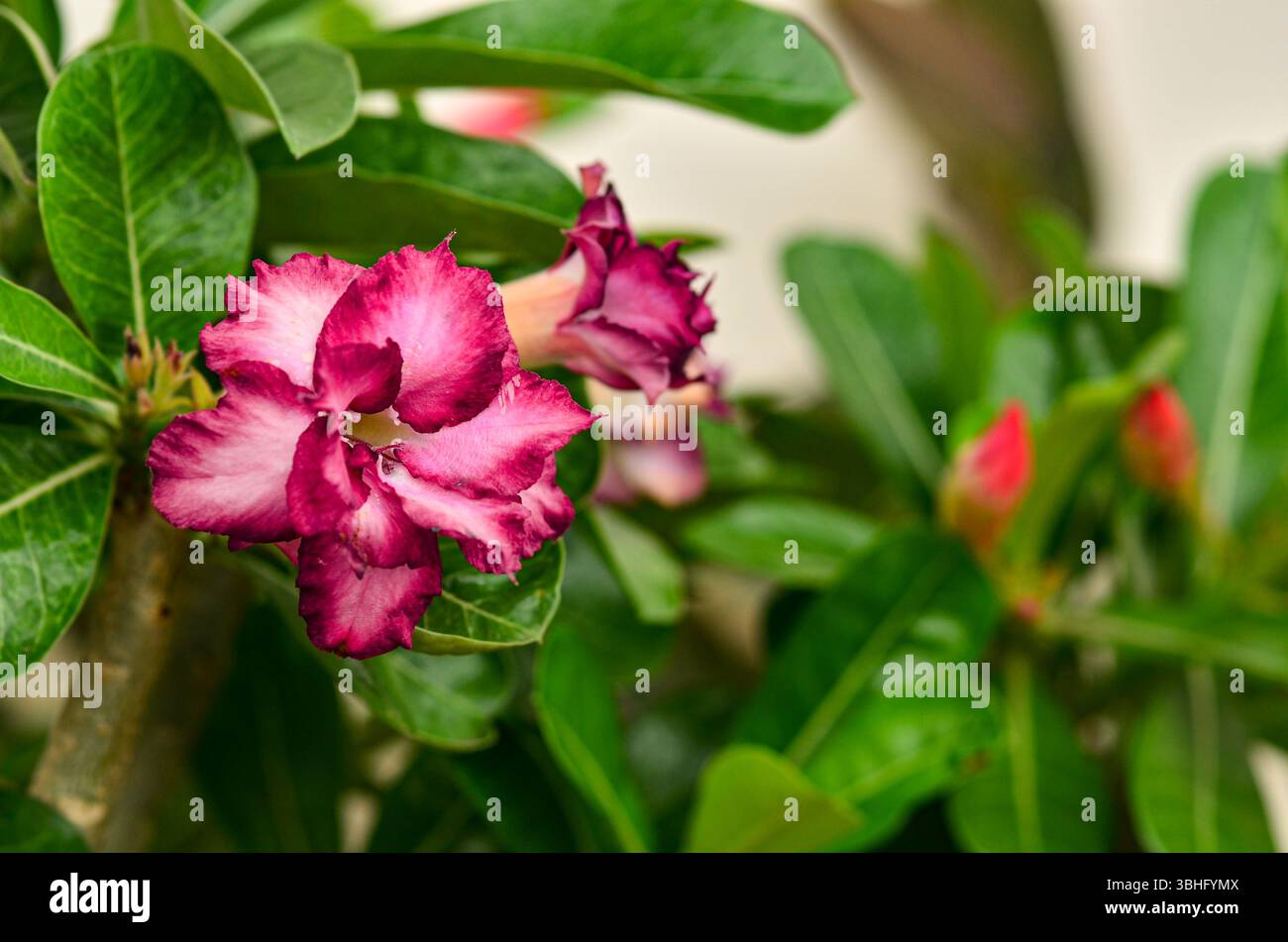 Blomming Desert Rose in natura Foto Stock