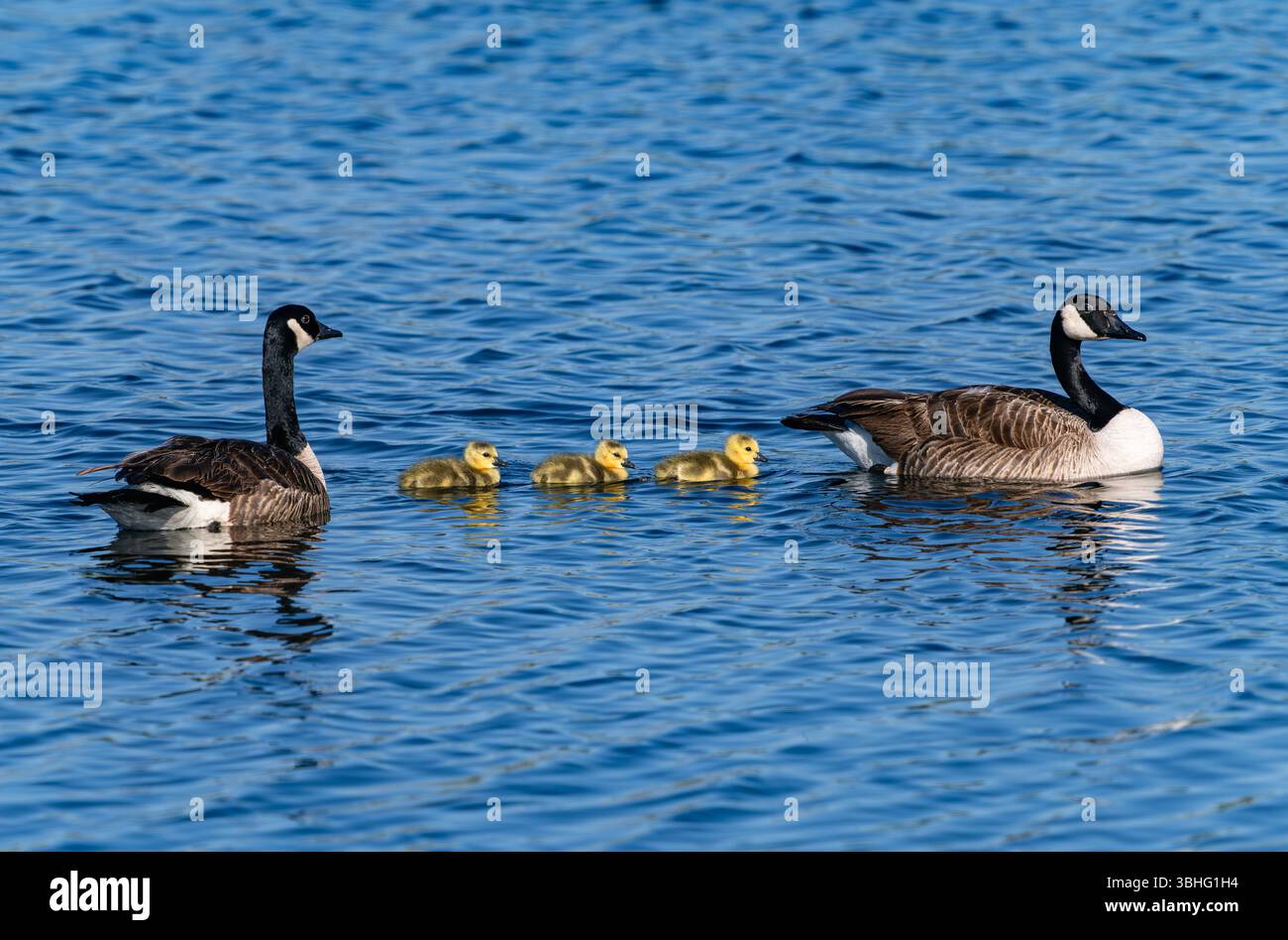 Una piccola famiglia di oche canadesi con tre giovani imbracature protette dai genitori su entrambi i lati. Foto Stock