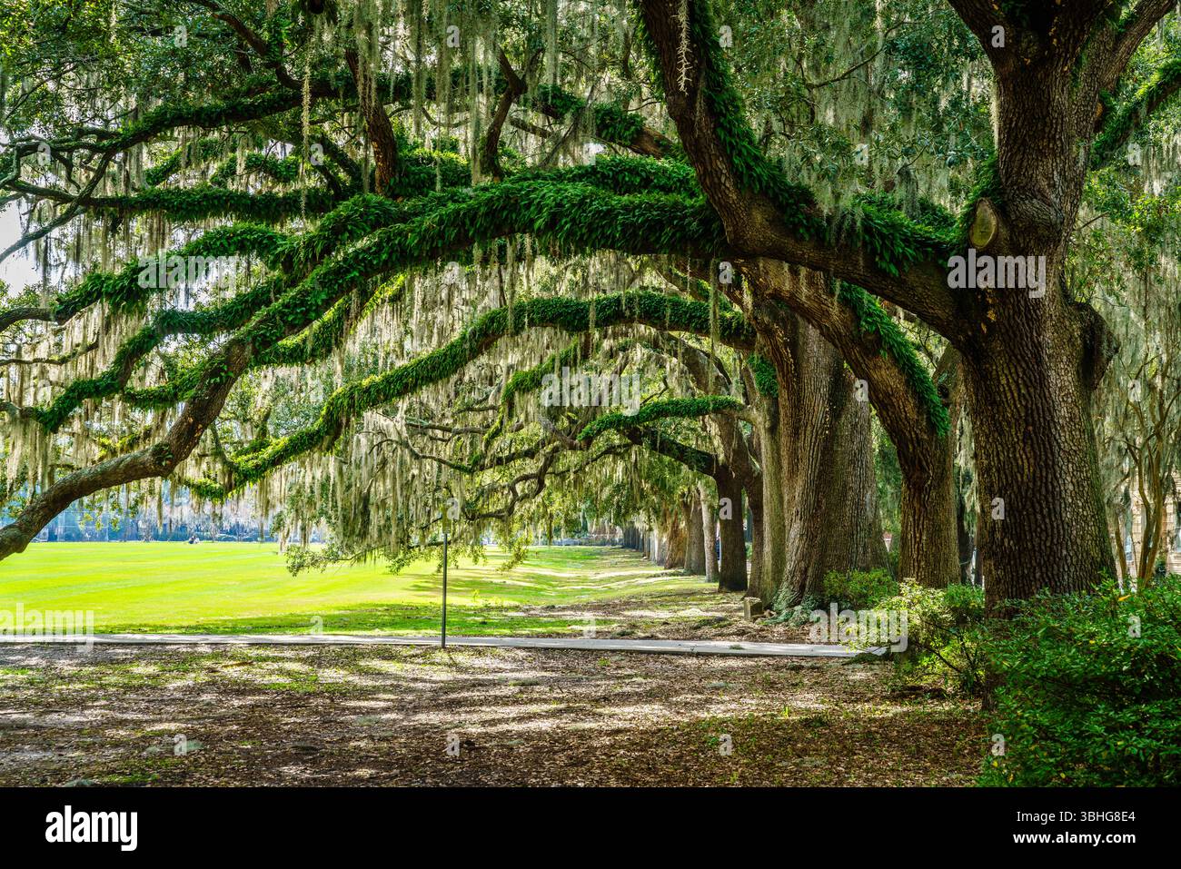 Vicolo panoramico fiancheggiato da querce meridionali nel Forsyth Park, nel quartiere storico di Savannah, Georgia Foto Stock