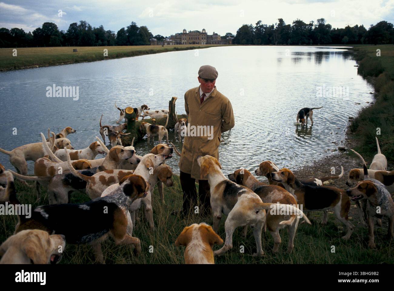 Residenza di campagna inglese, storica tenuta privata Gloucestershire Regno Unito. Il servo della caccia Charles Wheeler esercita il pacchetto inglese Foxhound per il duca di Beaufort Hunt. Tenuta di badminton House. Allenati al mattino presso il lago di Badminton Park prima di una giornata di caccia. Badminton, Gloucestershire, Inghilterra novembre 1996 1990s Regno Unito HOMER SYKES Foto Stock