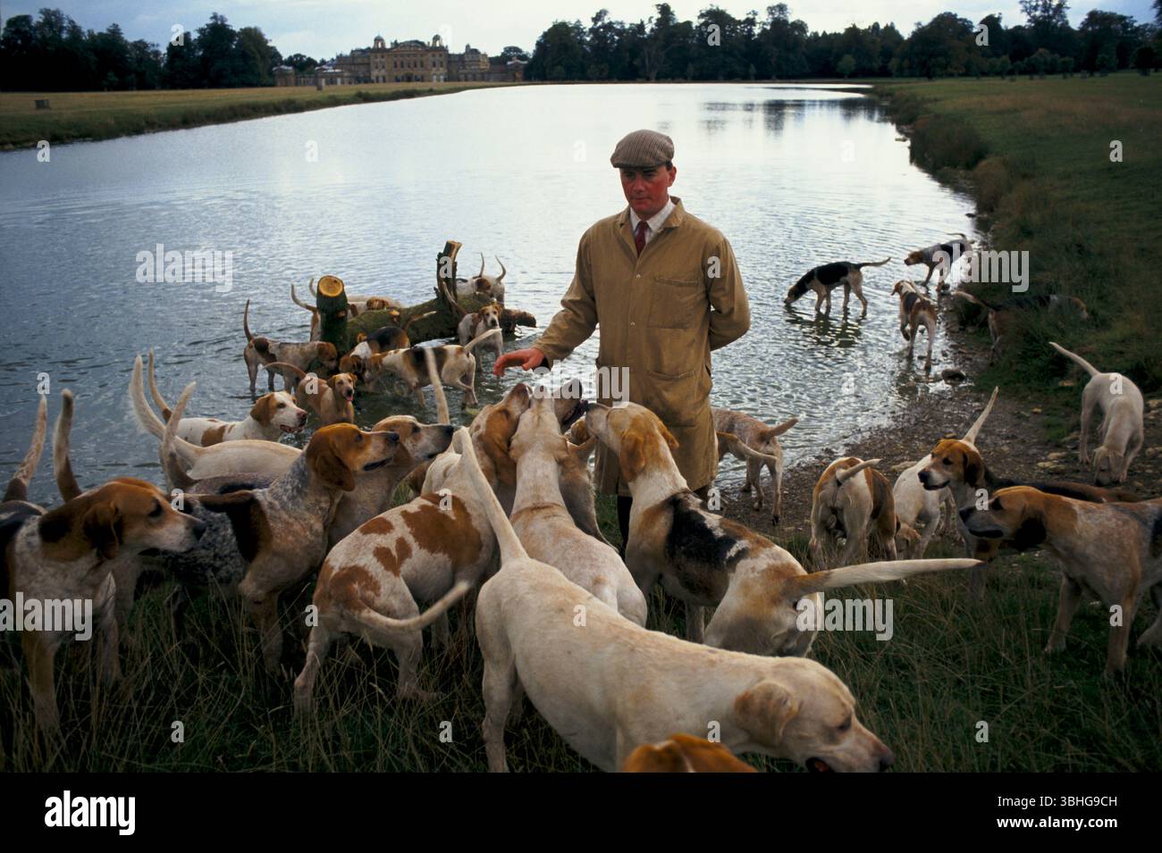 Pacchetto inglese Foxhound. Duca di Beaufort Hunt, tenuta di Badminton House. Esercitazione mattutina sul lago di Badminton Park con il cacciatore Charles Wheeler, il primo Whipper-in prima di una giornata di caccia. Badminton, Gloucestershire, Inghilterra novembre 1996 1990s Regno Unito HOMER SYKES Foto Stock