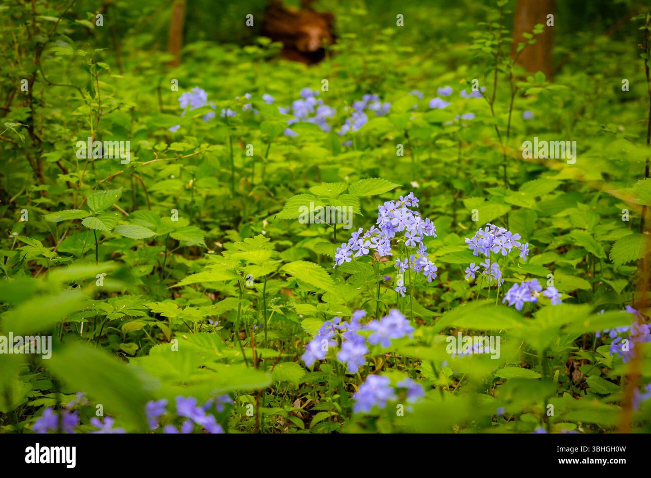 Foresta panoramica con i fiori blu da vicino Foto Stock