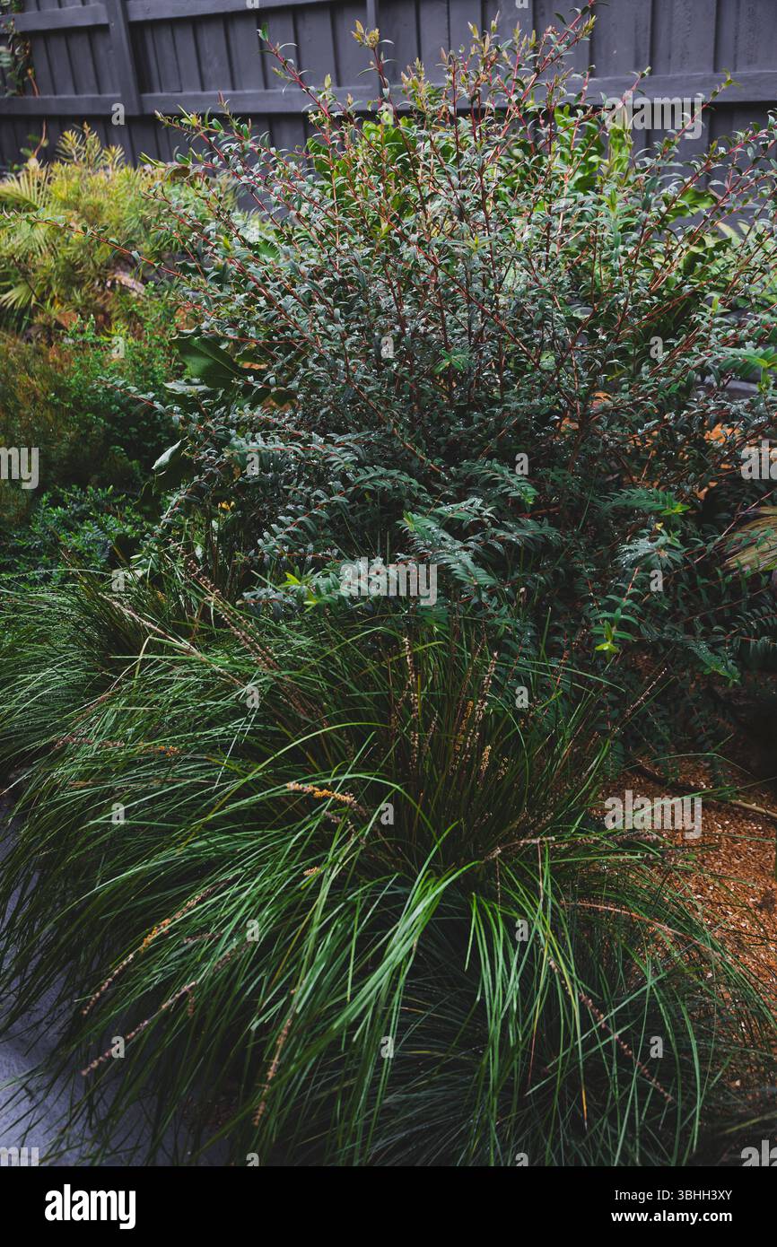 lussureggiante e vibrante giardino sul retro con piante autoctone australiane, palme, bambù e lino in un ambiente naturale Foto Stock lussureggiante e vibrante giardino sul retro con piante autoctone australiane, palme, bambù e lino in un ambiente naturale Foto Stock