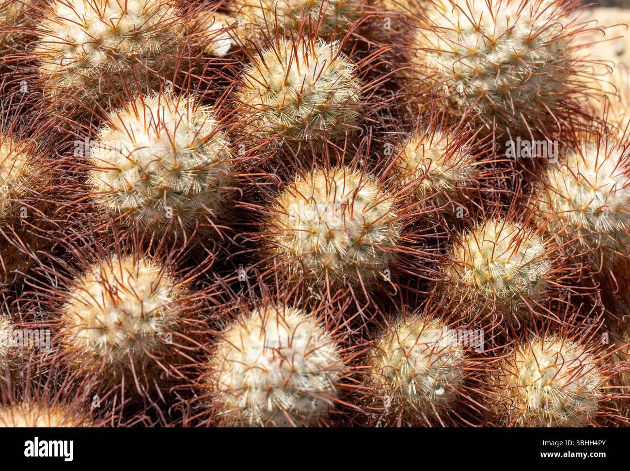 Vista ravvicinata del cactus della bombycina Mammillaria, gruppi unici di cactus rotondi con lunghi e piccanti elementi simili a capelli, che mostrano la loro bellezza naturale in un Foto Stock
